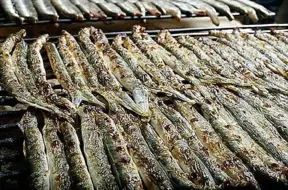 Nēģu cenu drudzis: vai svētku delikatese kļūst par luksusa preci?