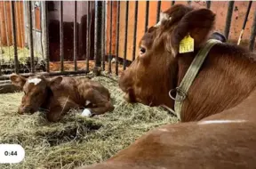 Neticama atkalredzēšanās: sešus mēnešus Somijas mežā klīdusi govs atnāk mājās ar teliņu