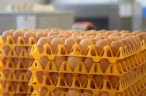 No 2026. gada maize un piens kļūs lētāki: Saeima konceptuāli atbalsta PVN samazinājumu