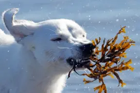 No nākamā gada mainīsies suņu bīstamības izvērtēšanas kārtība; agresīvus dzīvniekus varēs eitanazēt