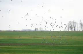 Novembra sākums Latvijā neierasti silts – par četriem grādiem virs normas