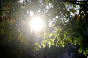 Novembrī Latvijā rekordkarstas naktis: pārspēti desmitiem siltuma rekordu