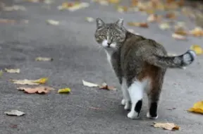 Pēc siltām brīvdienām laiks Latvijā kļūs aukstāks, prognozē salnas