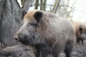 Piektdien Latvijā uzspīdēs saule un gaiss iesils līdz +12 grādiem