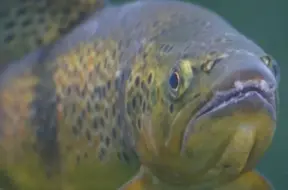 Pirmdiena solās būt pelēka: gaidāms lietus un smidzināšana lielā daļā Latvijas