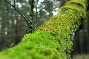 Pirmoreiz Latvijas Sarkanajā grāmatā iekļautas 12 kritiski apdraudētas sūnu sugas