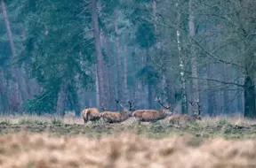 Plānotas Likuma Izmaiņas Staltbriežu Populācijas Regulēšanai Latvijā