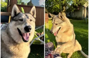 Priekules pagastā mīklainos apstākļos pazudis suns – saimnieki lūdz palīdzību