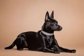 Retākā Eiropas suņu šķirne Latvijā: iepazīstieties ar Taivānas suni Meilinu