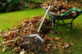 Rīdzinieki pirmajā nedēļā nodevuši gandrīz tūkstoti tonnu lapu