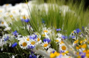 Rīgā Jāņos pilnībā aizliegta pirotehnika drošības un vides dēļ