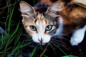 Rīgā sākts kriminālprocess par kaķa mešanu Daugavā akmeņiem piepildītā somā