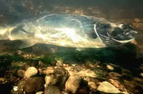 Salacā divu gadu laikā sakoptas lašu nārsta vietas; darbi turpināsies