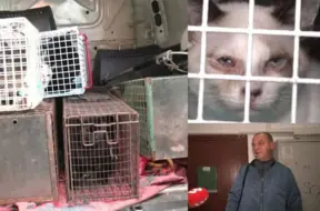Sarkandaugavā atklāta smaka, kas kļūst slikti: 23 kaķi dzīvojuši šausmīgos apstākļos