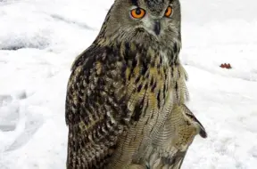 Satelīttehnoloģijas Latvijas ūpju izpētē: cerība kritiski apdraudētajai sugai