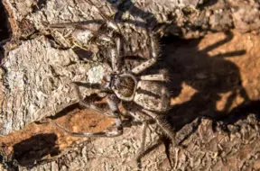Šausminoša atklājuma brīnums: Kalnos atrasts pasaulē iespaidīgākais zirnekļa tīkls