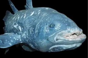 Senie "dzīvie fosiliji" un akūlu rekordi: kuras zivis dzīvo visilgāk?