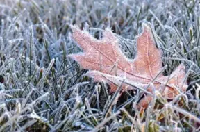 Septembra beigās Latvijā gaidāmas pirmās nopietnās salnas pēc rekordlielā siltuma