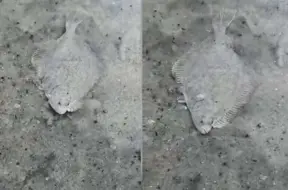 Sigitas "lapiņu" video uzspridzina internetu: kas slēpjas aiz makšķernieces TikTok fenomena?