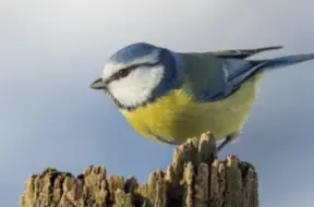 Siļķu diena: Kāpēc 12. novembrī lutināja putnus un kādas senču gudrības vērts atcerēties