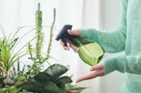 Telpaugu apsmidzināšana: Vai tas tiešām palīdz augiem augt kuplākiem?