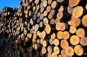 «Timbro» ieguldīs 5 miljonus eiro mežsaimniecības attīstībā un plāno iekarot Igaunijas un Lietuvas tirgus