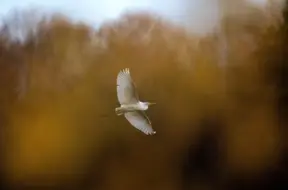 Trešdien Latvijā – mainīgs rudens: no miglas un lietus līdz pat +10 grādiem