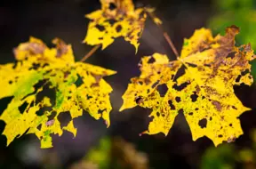 Tuvākajā diennaktī Latvijā gaidāms īslaicīgs lietus, vietām migla un stiprākas vēja brāzmas