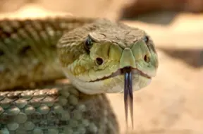 Vai zalkši spēj veidot draudzību? Pārsteidzoši atklājumi par čūsku sociālo uzvedību