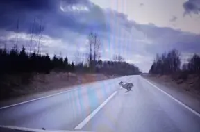 Vairāk nekā tūkstotis meža dzīvnieku gājuši bojā uz Latvijas ceļiem kopš medību sezonas sākuma