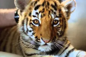 Zinātnieki atklāj dabas noslēpumu: kā dzīvnieku kažokos rodas skaidri plankumi