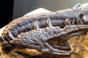 Zinātnieki atklāj jaunu, agrāk nezināmu plēsēju dinozauru sugu – Nanotyrannus lancensis