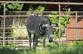 Zinātnieki atklāj patieso noslēpumu: kāpēc zebras ir svītrainas, bet leopardi – raibi