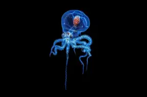 Zinātnieki atklājuši veidu, kā masveidā ražot astoņkāju maskēšanās pigmentu