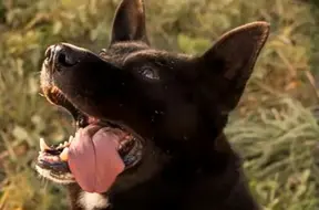 Žuža, Sabats, Berkuts un citi meklē savas cilvēciskās sirdis: Četrkājainie draugi gaida otro dzīves sākumu