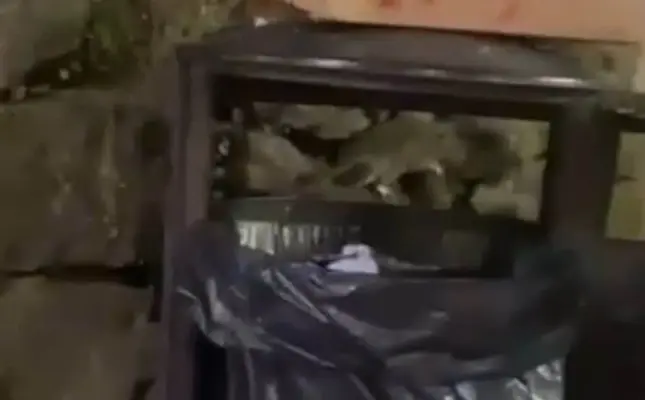 Pie rīdzinieku iecienītas kafejnīcas manīta prāva žurka