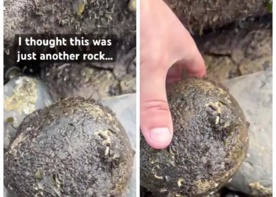 Akmens pārvēršas par Juraja perioda "laika kapsulu": Liama pārsteidzošais atradums Vitbijas pludmalē