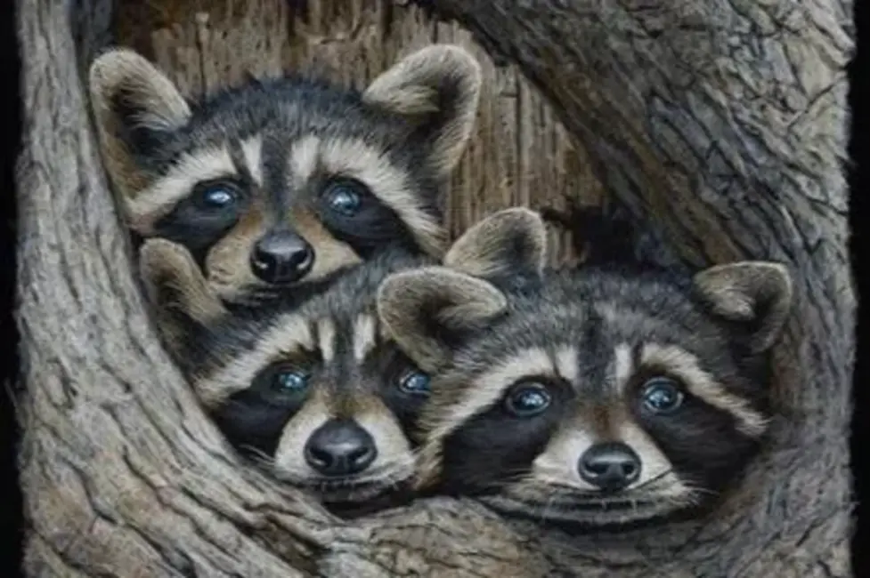 Astoņās vietās Latvijā atklāta nelikumīga invazīvo dzīvnieku turēšana