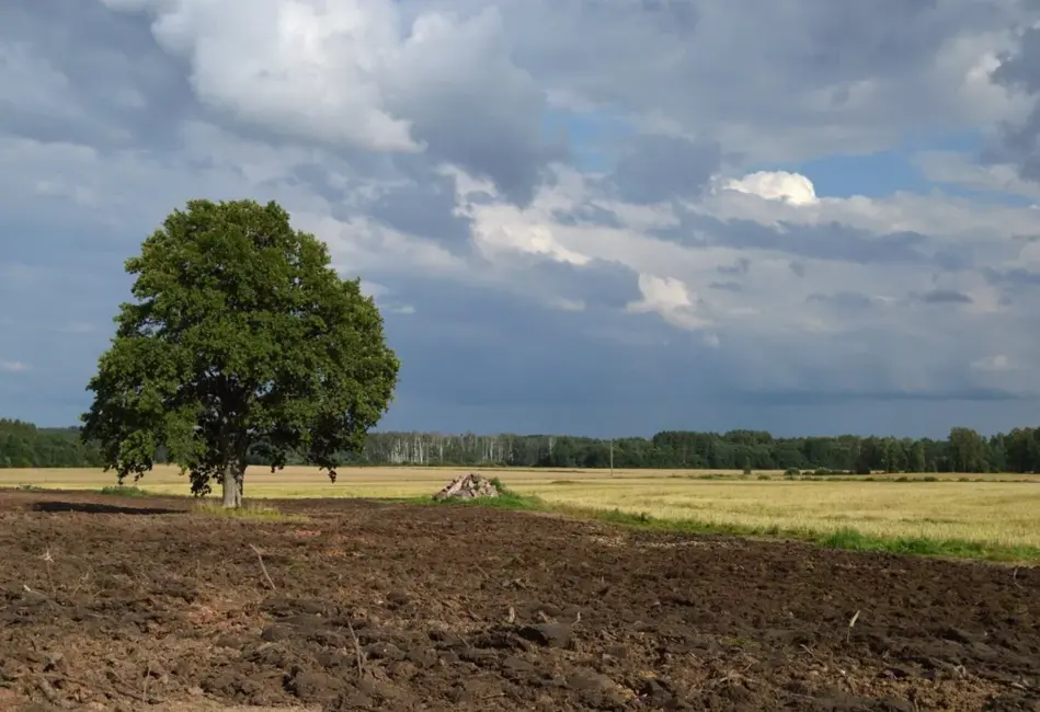 Diženie koki gaida palīdzīgu roku: bezmaksas sakopšana programmas „No koka uz koku” ietvaros