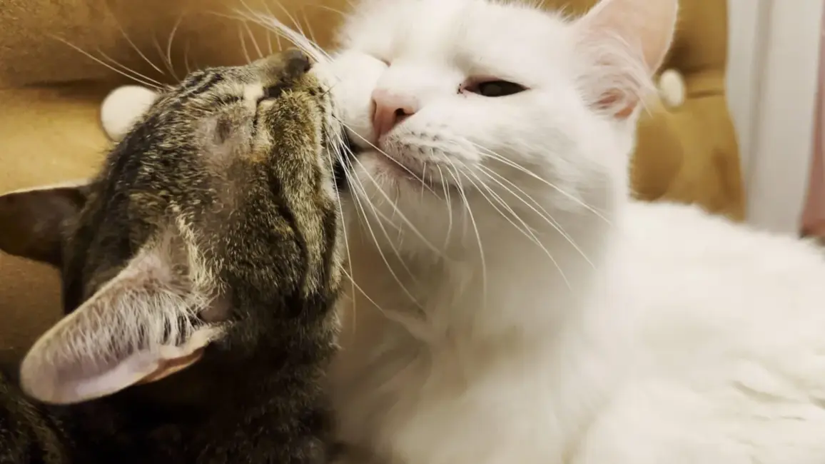 Horoskops trešdienai, 5. novembrim: Mēness mijiedarbība nes skaidrību un motivāciju