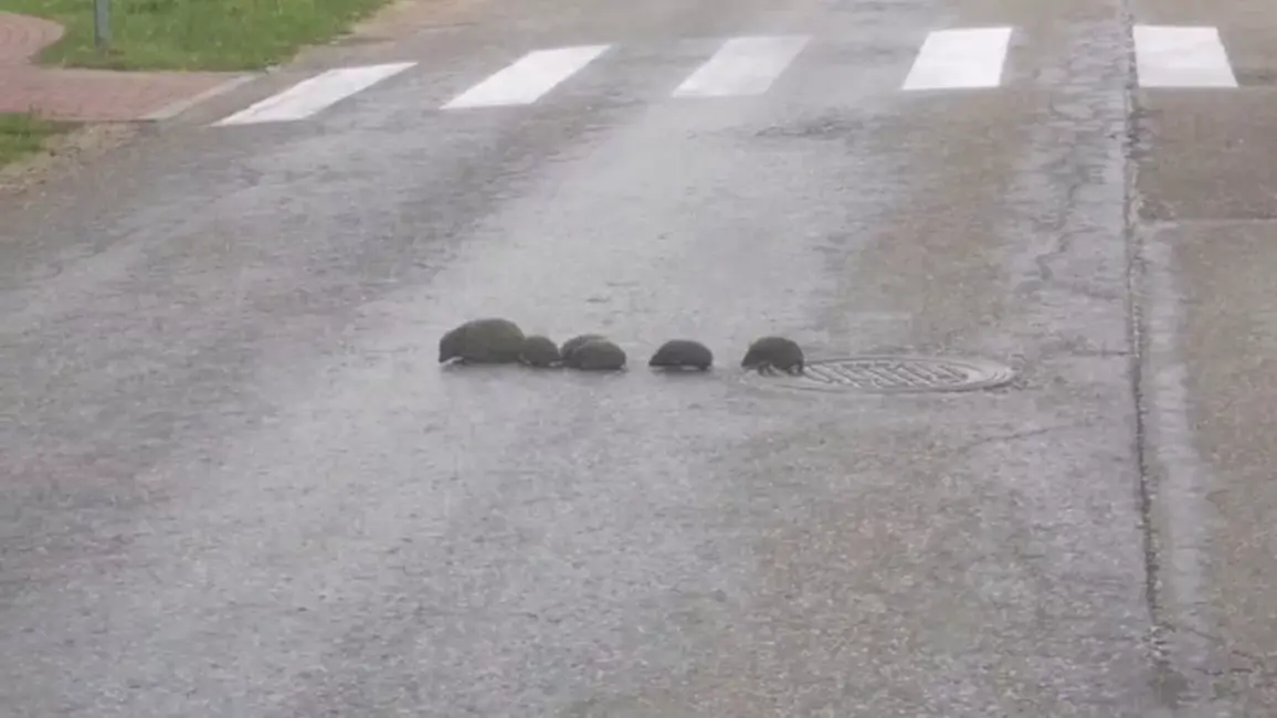 Ikšķilē negaidīts Līgo viesis: ežu ģimene dodas svinēt vasaras saulgriežus