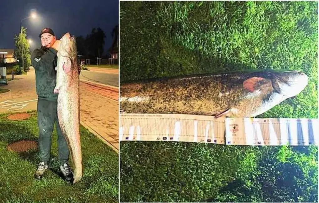 Jelgavā no Lielupes izvilkts milzu sams – iespaidīga cīņa ar upes gigantu