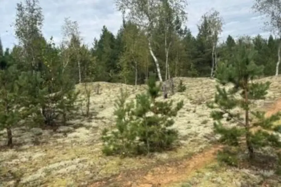 Latvijas valsts meži Daugavpilī atjaunos retu iekšzemes kāpu biotopu, lai glābtu apdraudētas sugas