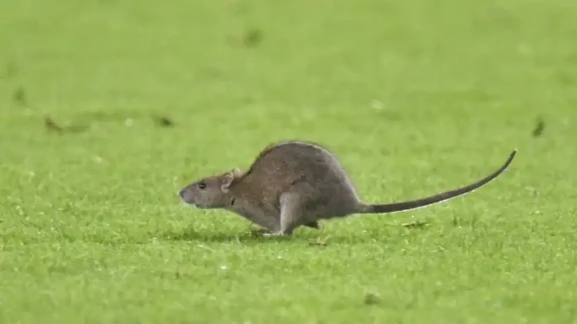 Leptospiroze Latvijā: Trīs dzīvības zaudētas, inficēto skaits pieaug