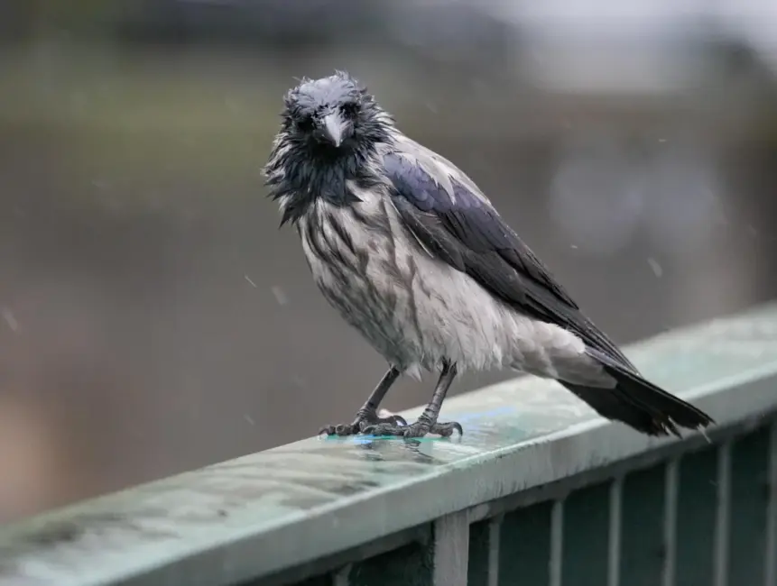 Migla un lietus Latvijā: Novembra pirmā pirmdiena atnes drūmus laikapstākļus