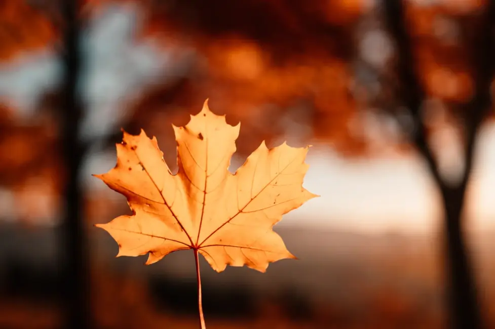 Novembris ienāks ar siltu, bet mākoņainu laiku; prognozes liecina par pakāpenisku kļūšanu vēsākam