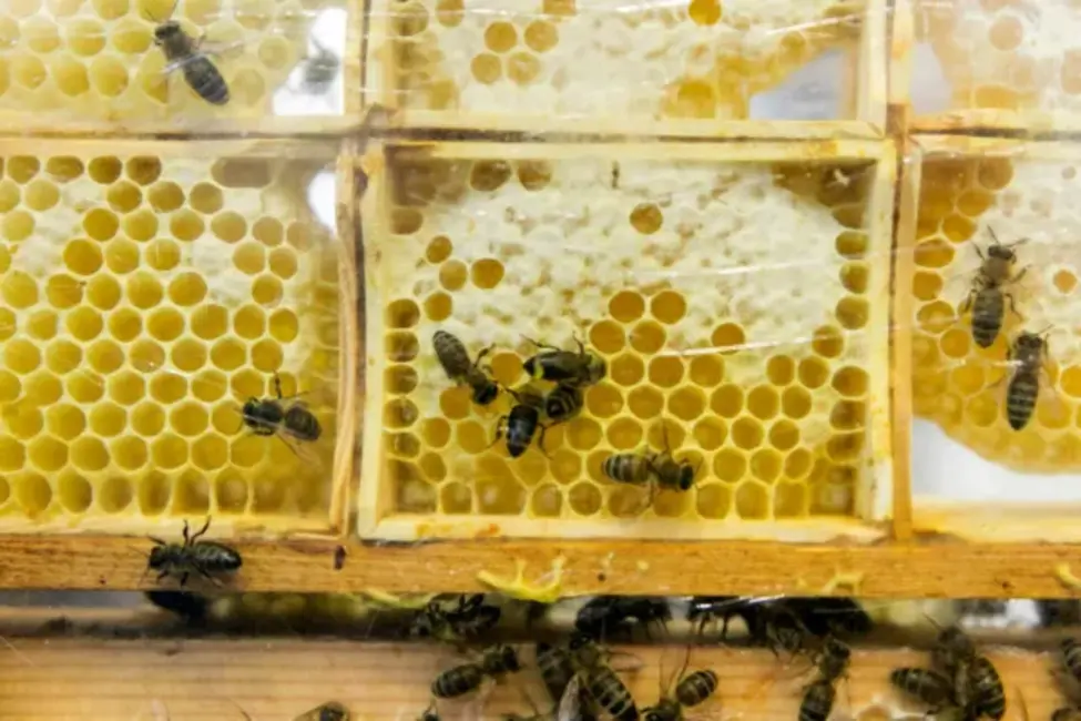 PVD aptur Polijas medus tirdzniecību Latvijā svešvielu dēļ