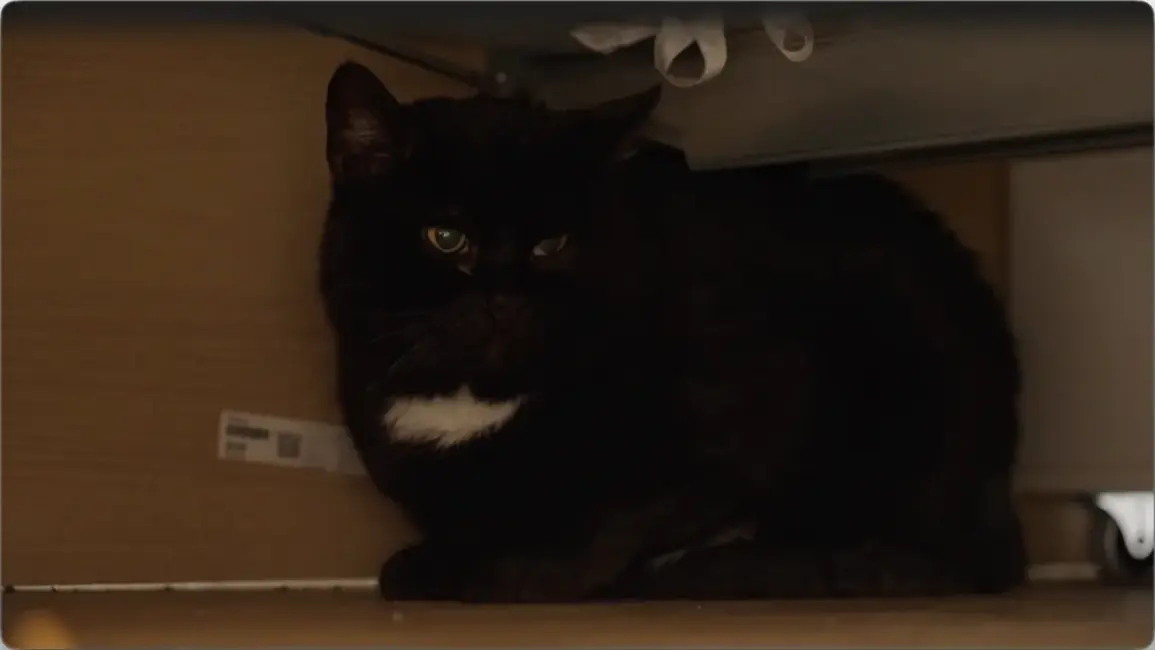 Patversmes runča Haralda mēneša izmisums: vai dzīvnieku uzvedības eksperts spēs palīdzēt?