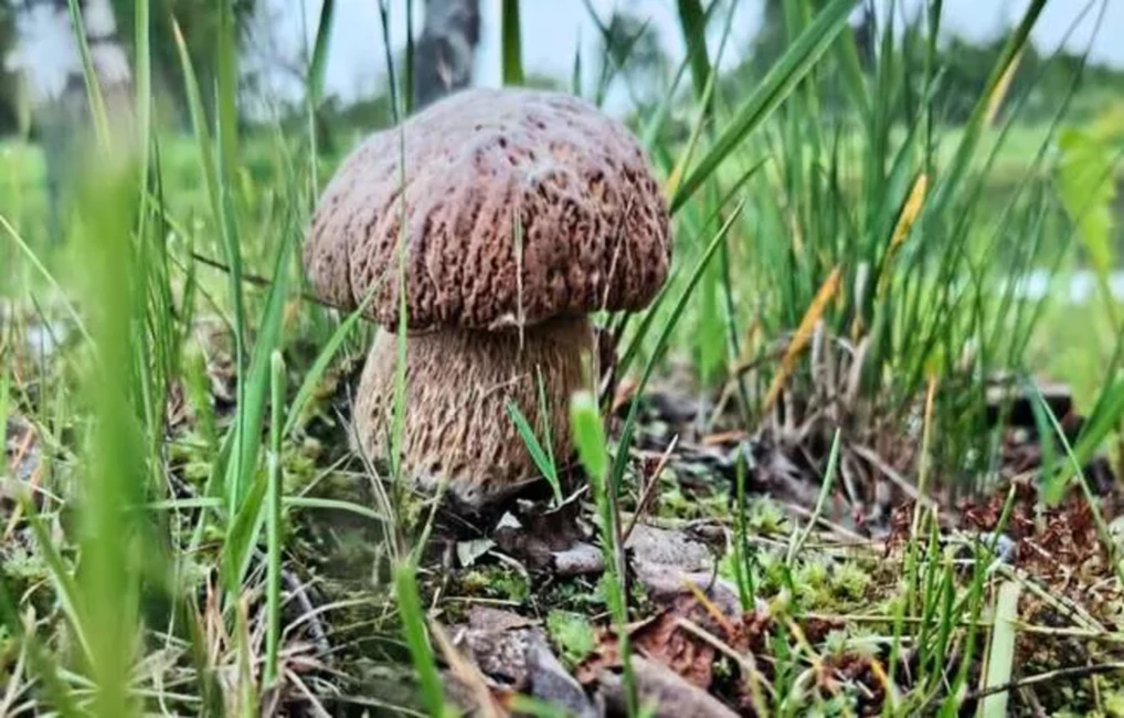 Pirmās baravikas šokē sēņotājus – dārgās sēnes parādījušās jau maijā!