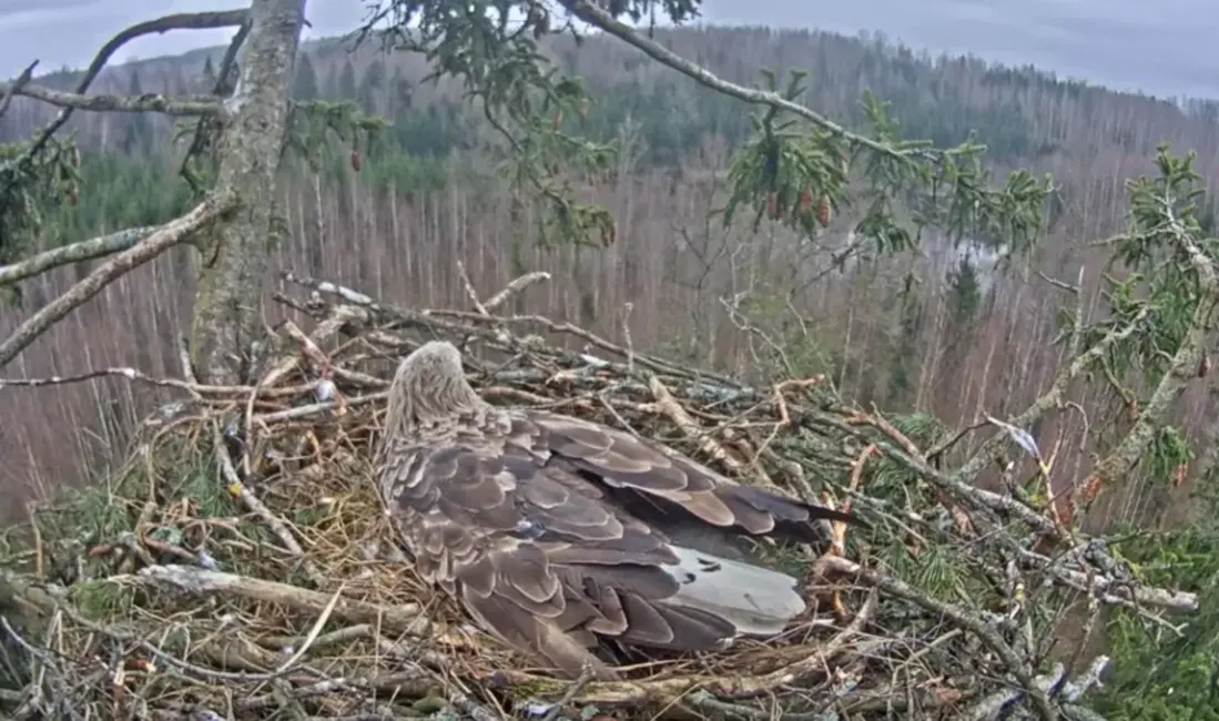 Putnu ligzdu tiešraides saviļņo miljoniem skatītāju Latvijā